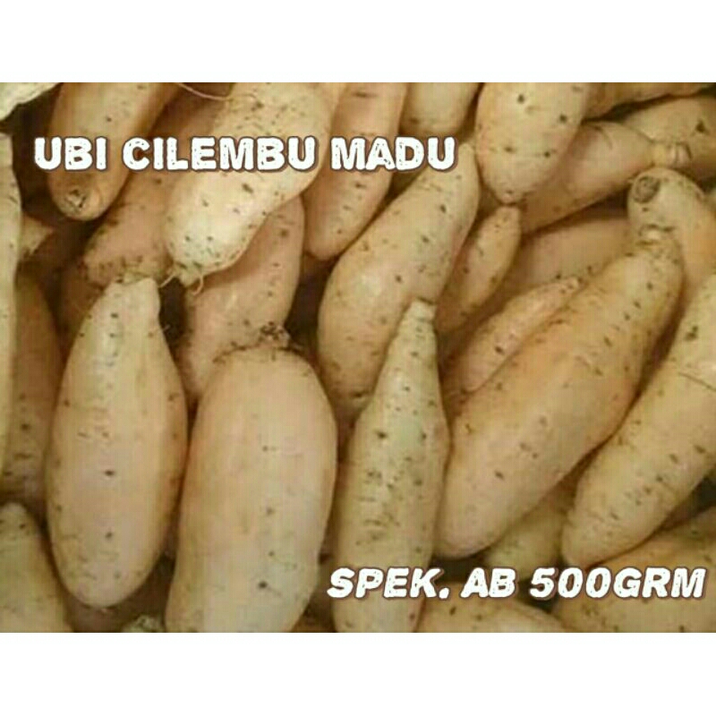 

Ubi Cilembu Ubi Cilembu Madu Ubi Cilembu Asli Ubi Cilembu Mentah Ubi Jalar Asli Murah 500.grm