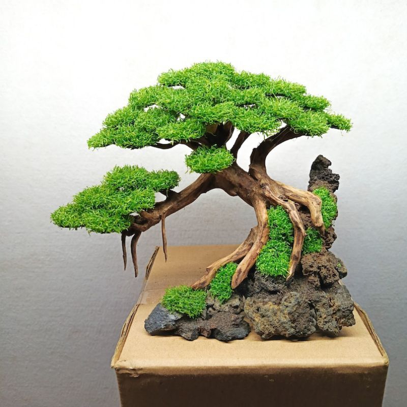BONSAI AQUARIUM AQUASCAPE HIASAN AQUARIUM AQUASCAPE BONSAI MURAH DARKNESS AQUARIUM AQUASCAPE BONSAI