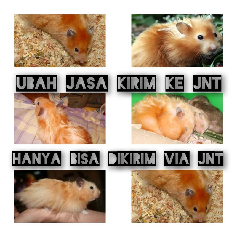 SYRIAN GOLDEN SATIN (KIRIM SEPULAU JAWA)