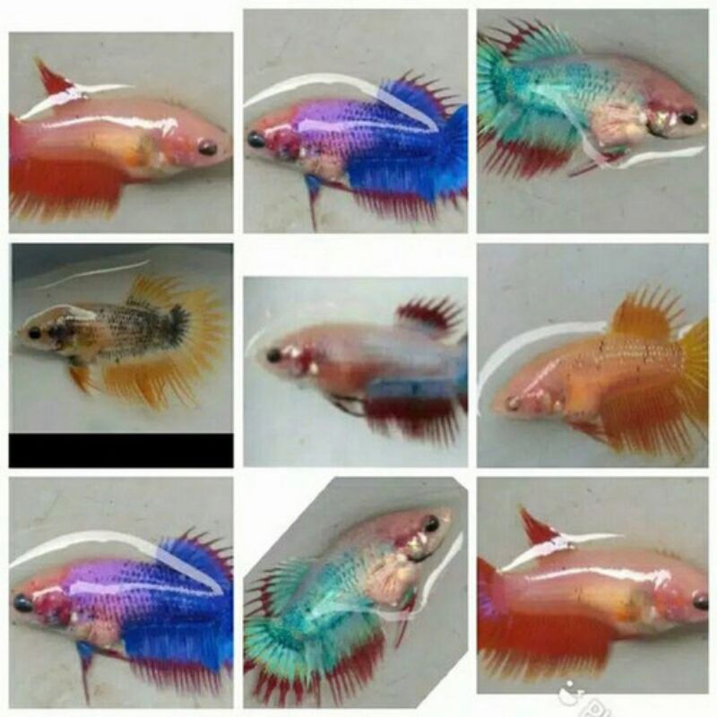 ikan cupang crowtail betina