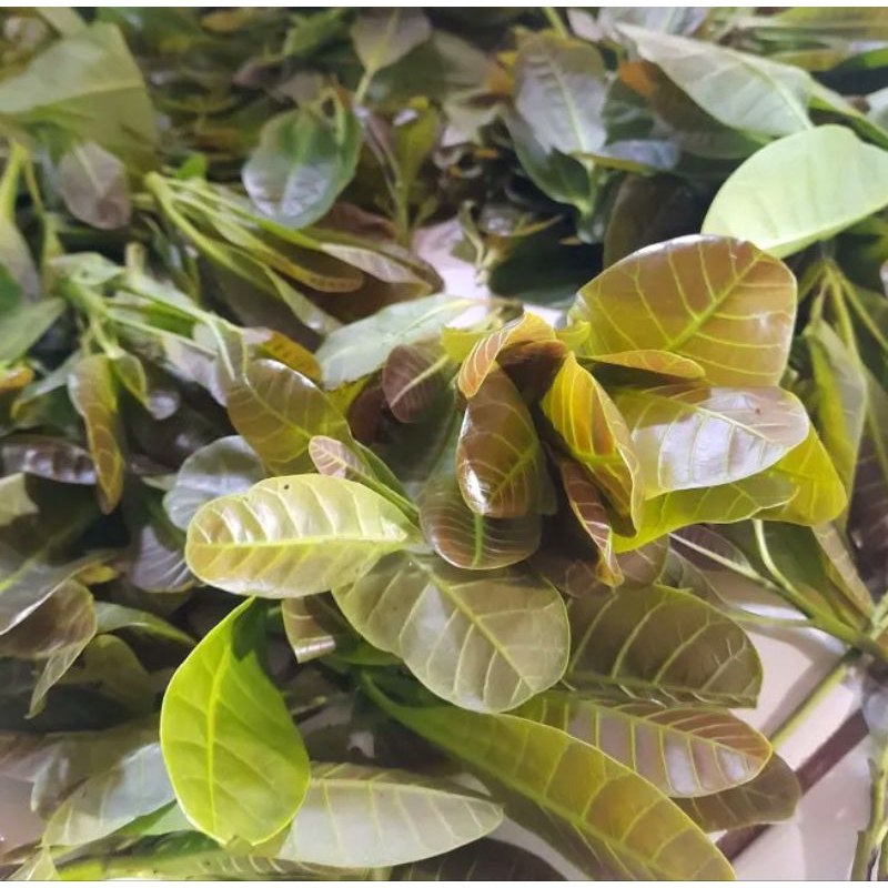 Daun Jambu Monyet Segar / Jambu Mede / Jambu Mete perlembar