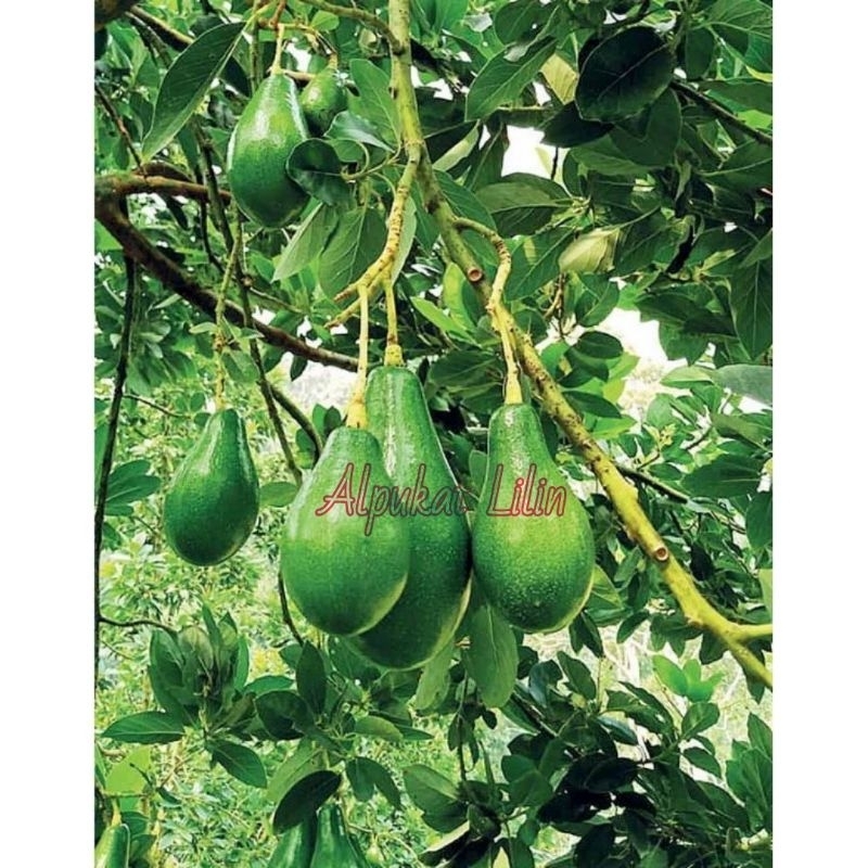

Bibit Alpukat Lilin Super Asli Buatan Sendiri