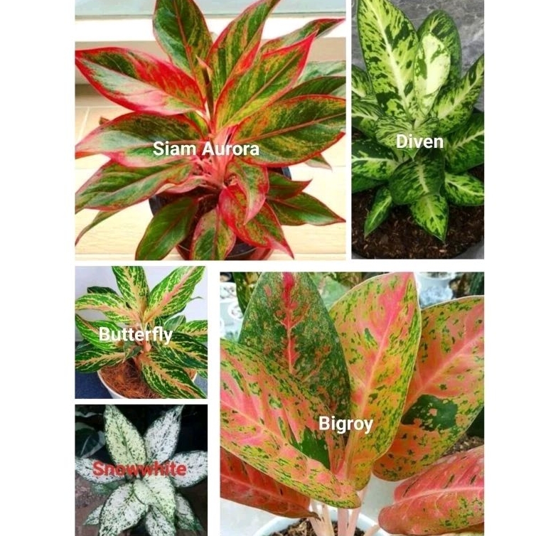 PAKET HEMAT AGLONEMA CANTIK ISI 5 POHON ( aurora,buterflay, bigroy,snowhite, diven sri rejeki)