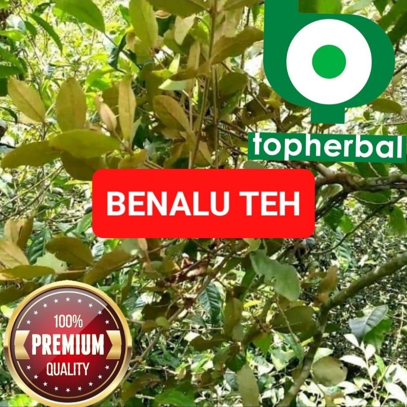 

Daun Benalu Teh Kering Hijau 1 KG