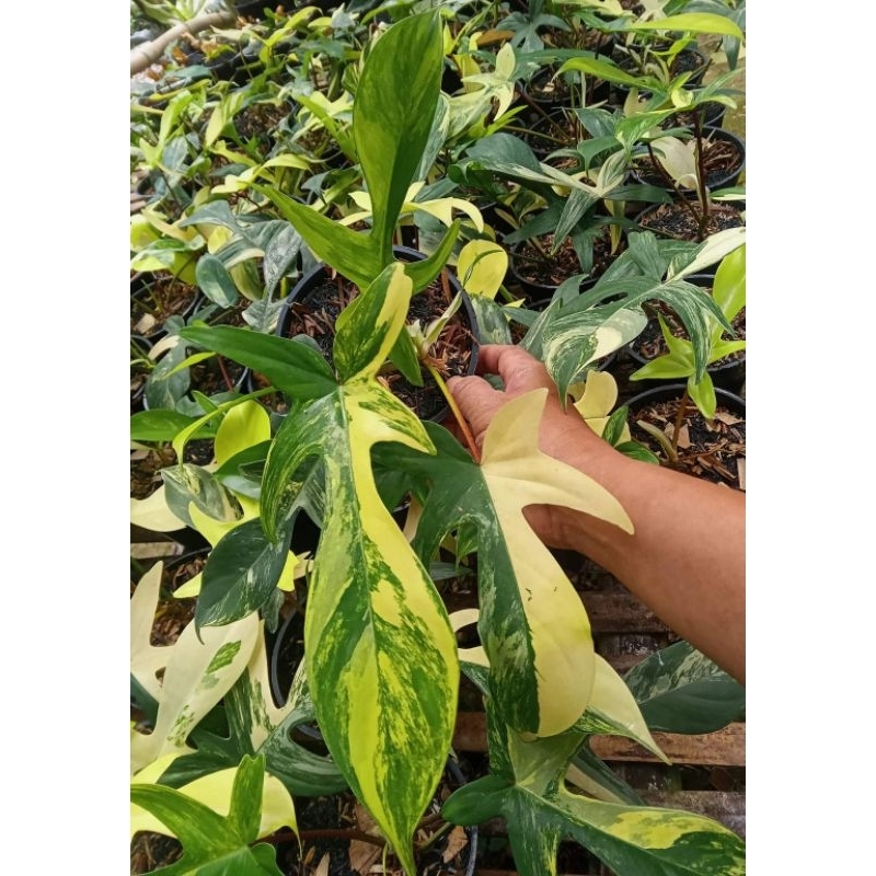 flobe varigata