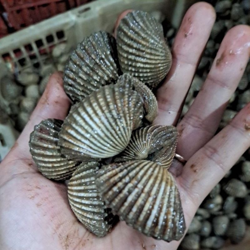 

KERANG DARA BESAR HIDUP