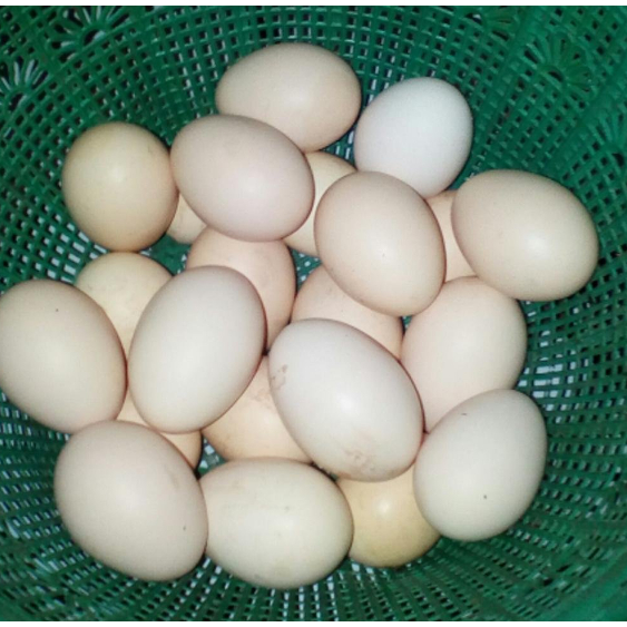 

Telur Ayam Kampung Asli Fresh untuk Konsumsi