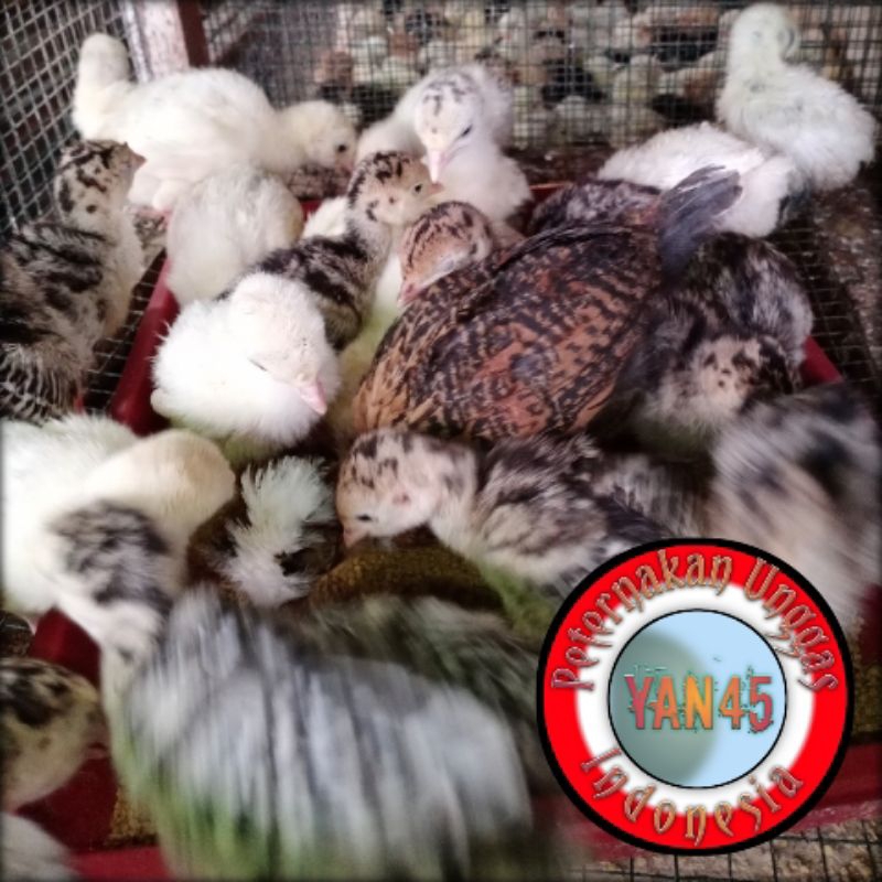 Ayam Kalkun | Kalkun | Ayam Kuluk | Usia 3 Minggu | Yan45