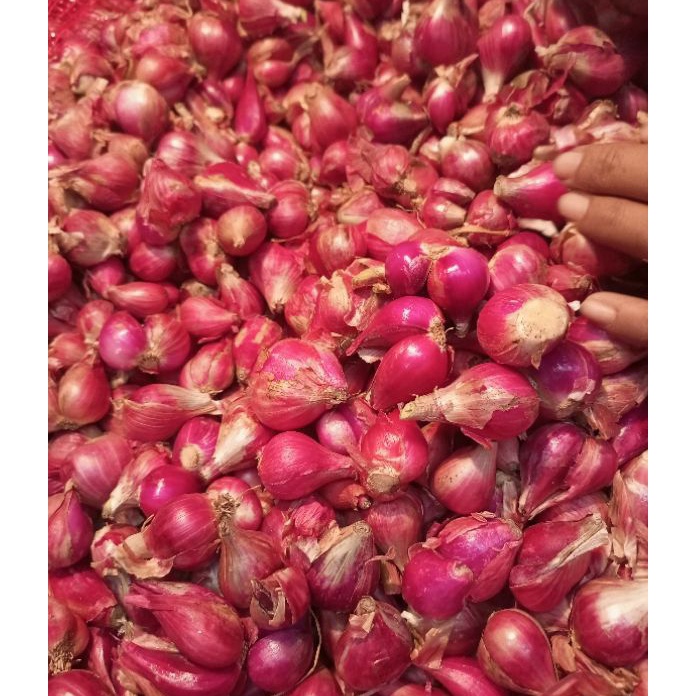 

TERBARU Bawang merah Brebes 5 gr