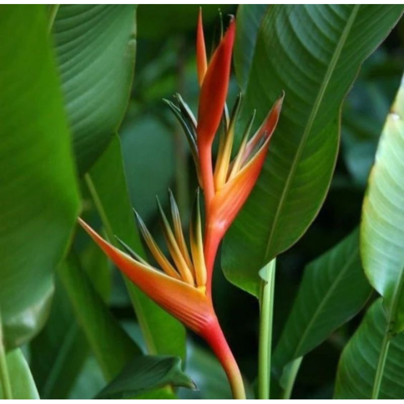 Tanaman hias Heliconia Thai/Heliconia bunga merah