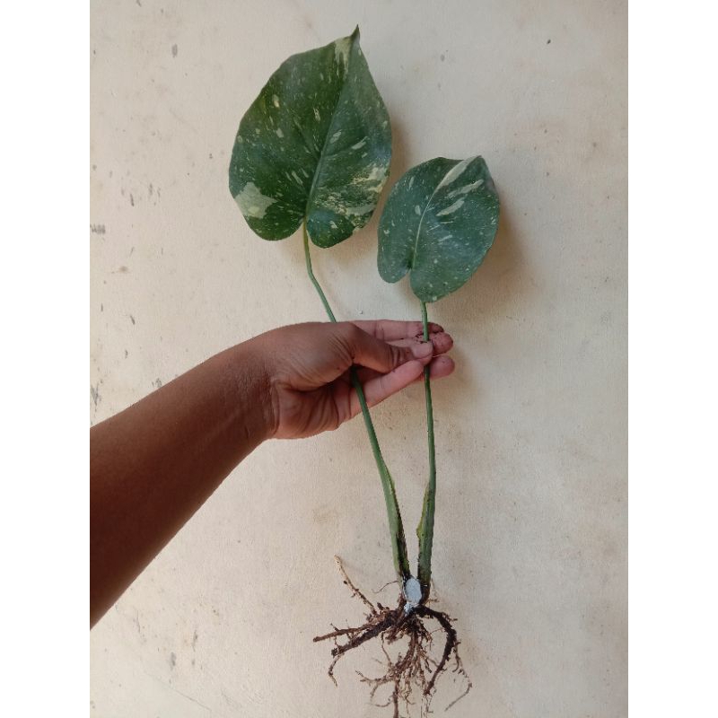 tanaman hias  monthai