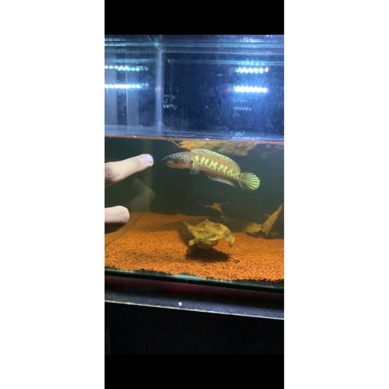 Auranti maculata GRADE A