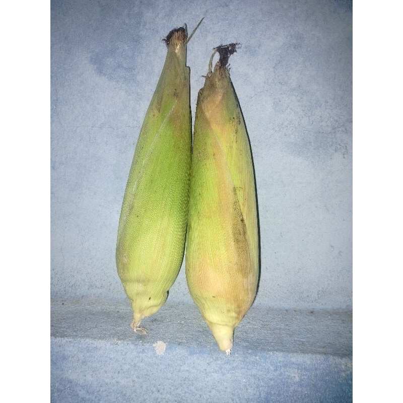 

jagung manis dan sedapp