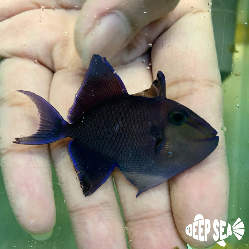 Ikan Hias Air Laut Triger Biru