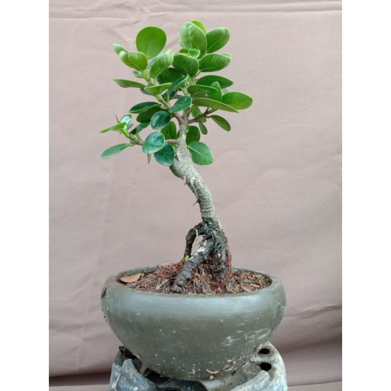 bonsai micro dolar