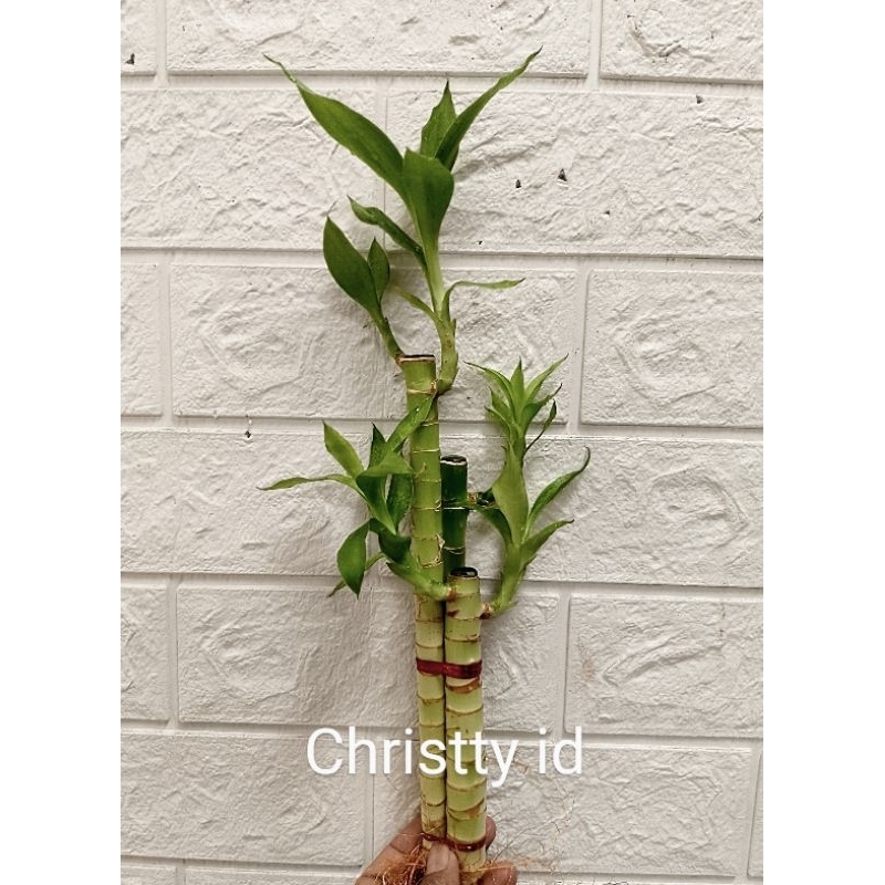 Bambu Hoki / Tanaman Bambu Hoki Bambu Rejeki - Tanaman Bambu Hias - Bambu Hoki Murah