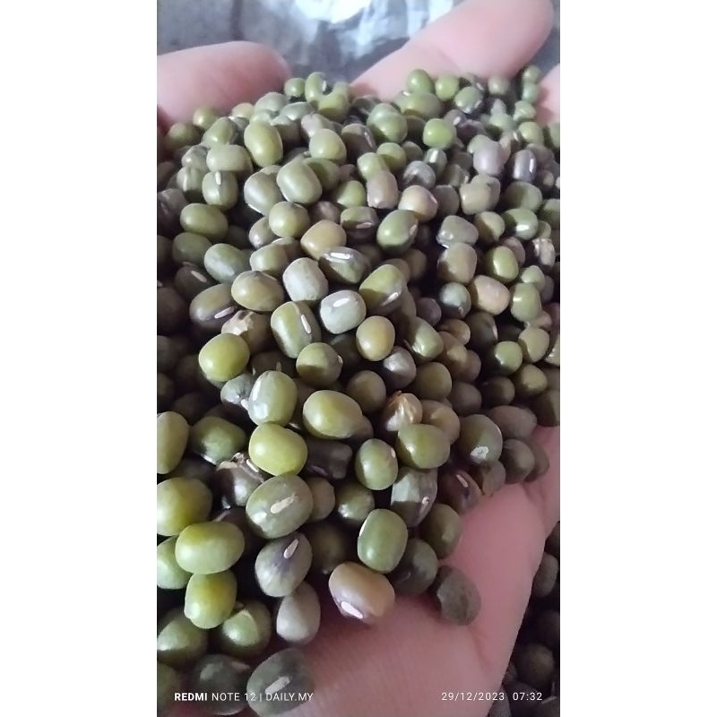 

Kacang Hijau Super