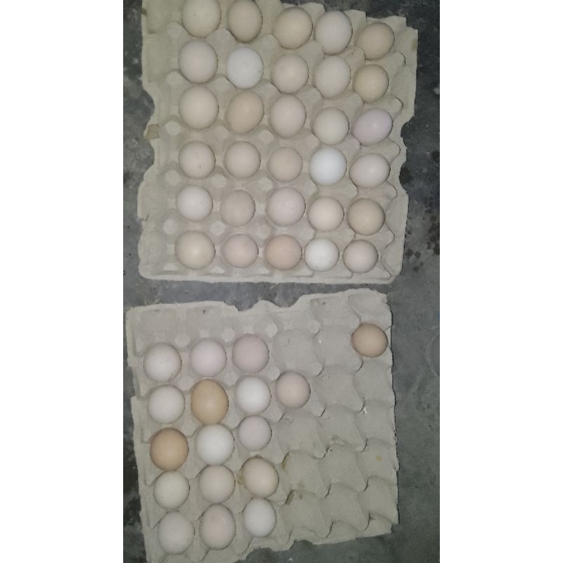 

telur ayam kub fertil 12 butir