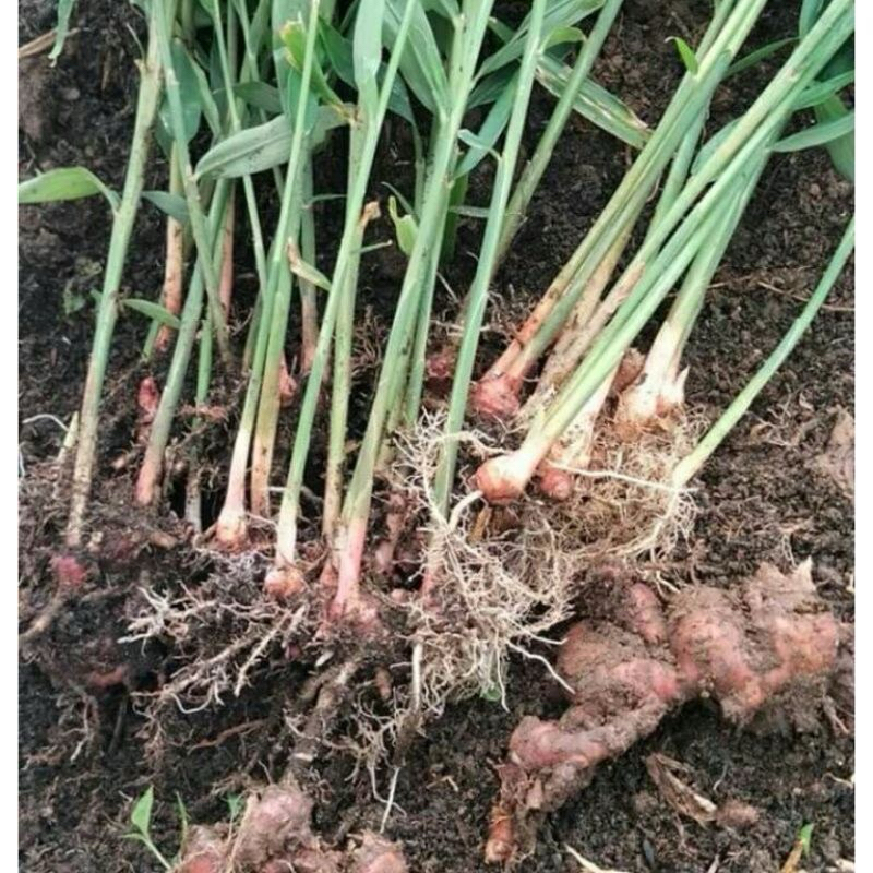 KEBUN.MUKLIS - Bibit Jahe Emprit Siap Tanam Bertunas