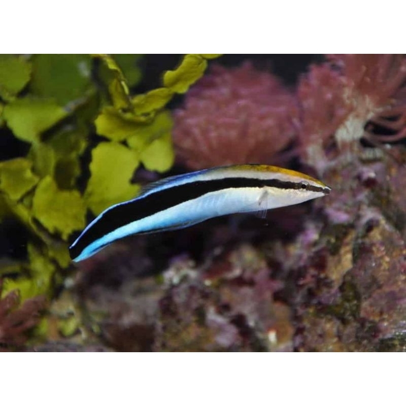 ikan hias laut dokter b