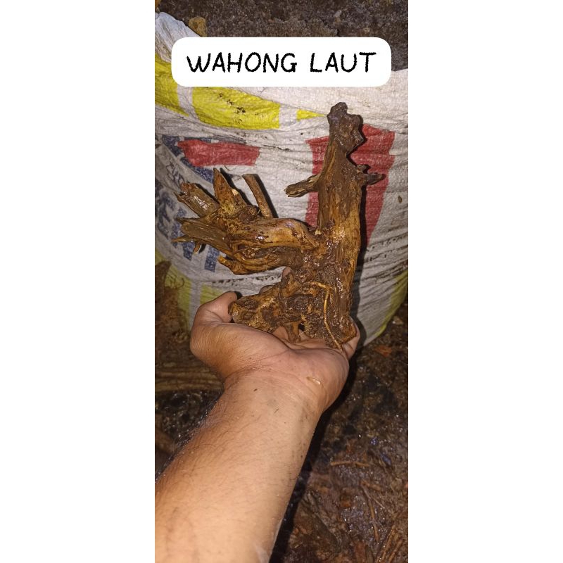 Wahong Laut