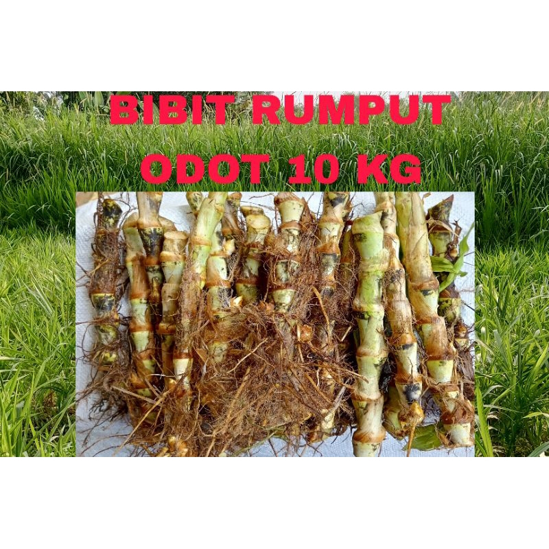 Bibit rumput odot 10 KG benih odot steck odot pakan ternak sapi kambing domba kelinci 10kg