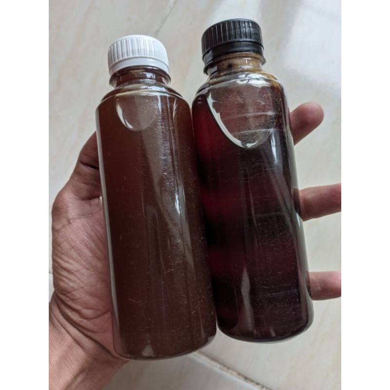 

Madu klanceng liar
