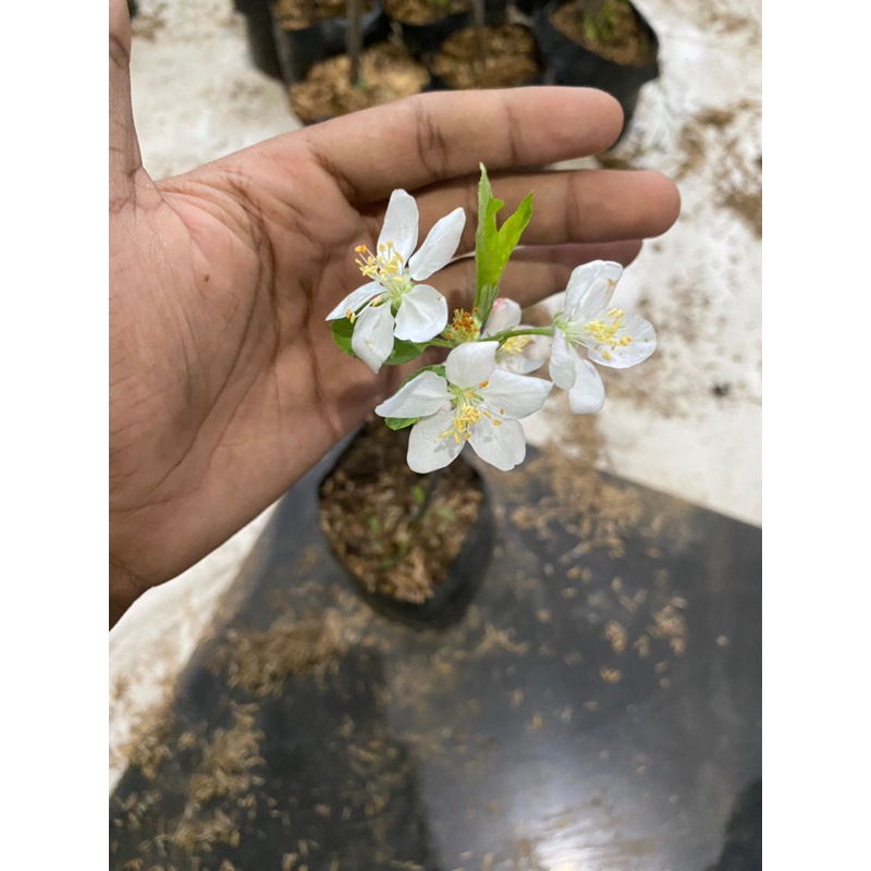 bibit apel fuji manis kondisi sudah berbuah