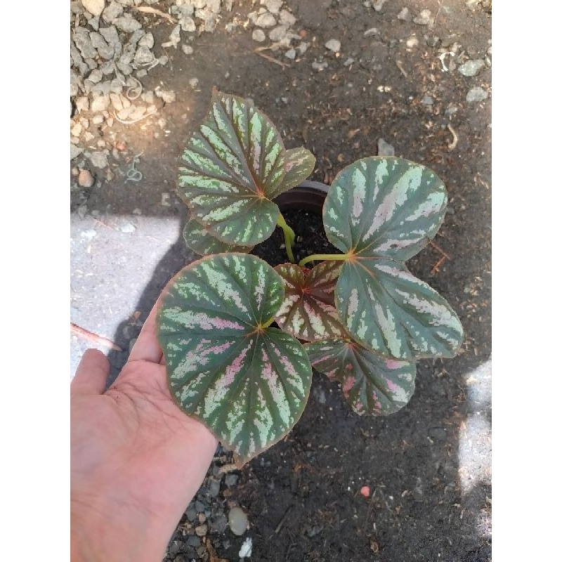 begonia candy/lolipop