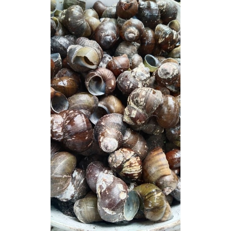 Cangkang Keong / siput/tutut. Filter alami