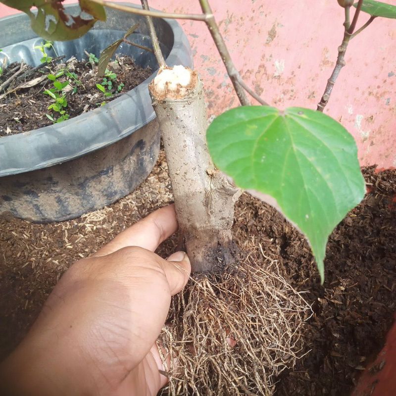 waru merah pecah batang bonsai murah bonsai program