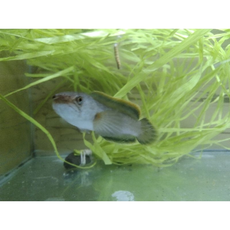 C. Limbata 8-20cm bergaransi