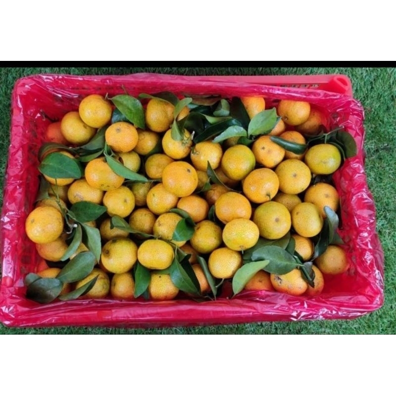 

Jeruk Shantang Daun Asli 6 kg / box