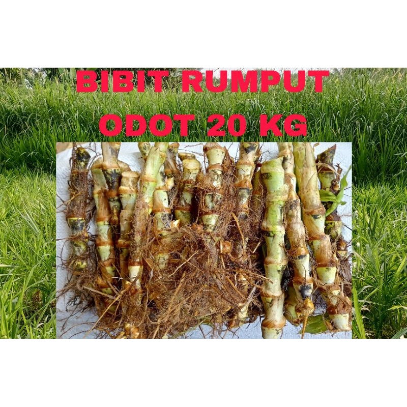 Bibit rumput odot 20 KG benih odot pakan ternak steck odot