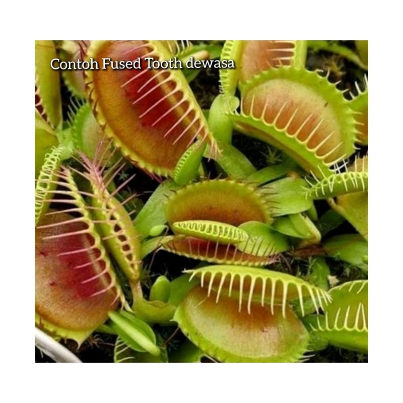 venus fly trap vft tanaman karnivora pemakan serangga