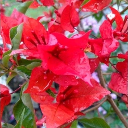 Bougenville Import Flame Oval Ori