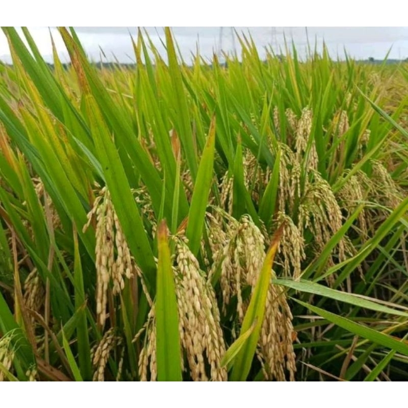 benih padi cibatu 06 5kg