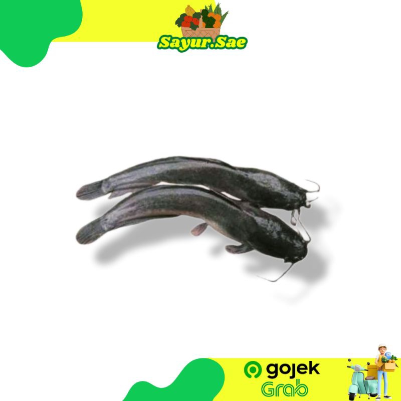 

lele segar