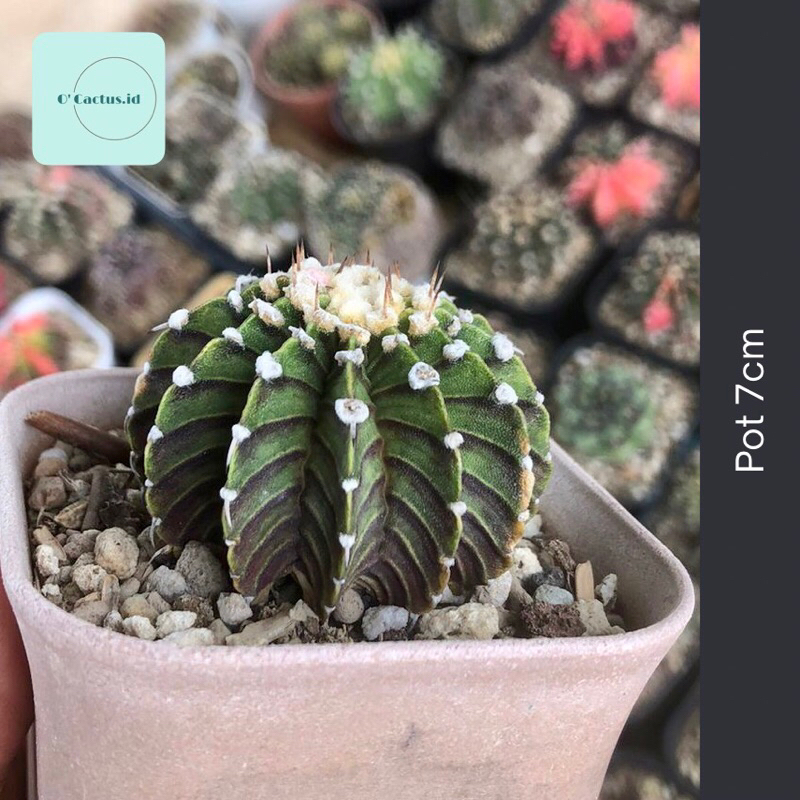gymno LB2178 12ribs original (kaktus gymnocalycium LB 2178 ori 12 ribs tanaman hias hidup gurun