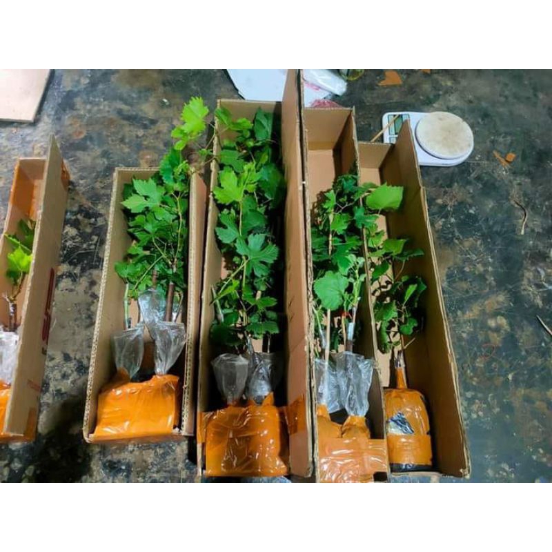bibit anggur import 1 paket isi 4