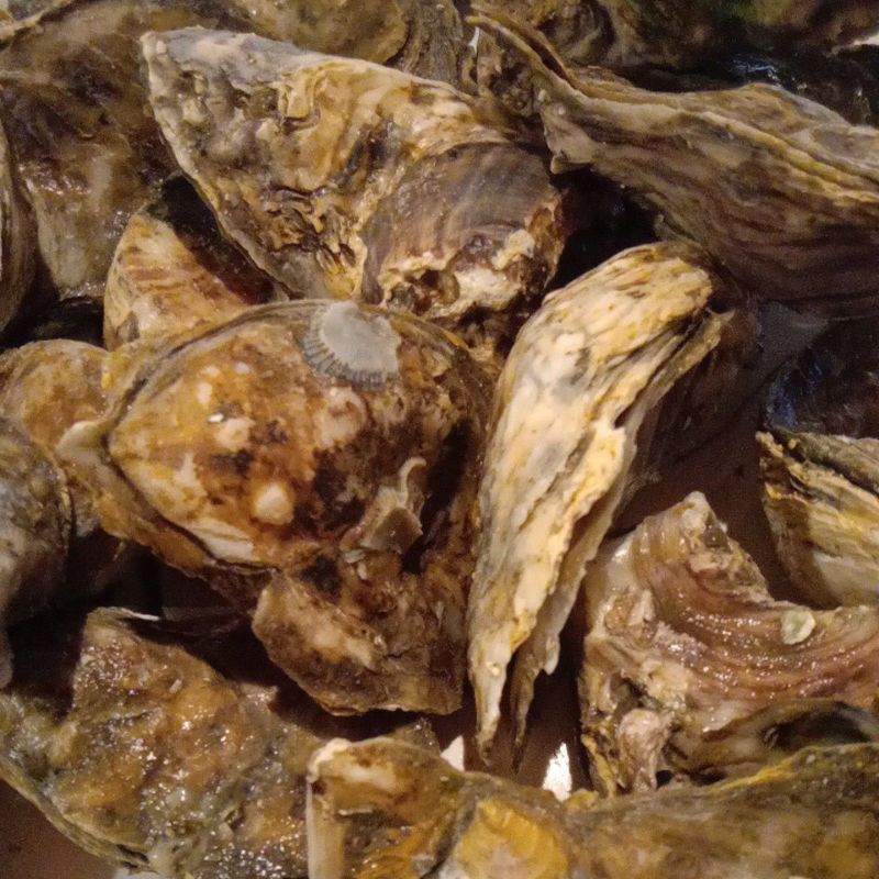 

kerang tiram oyister