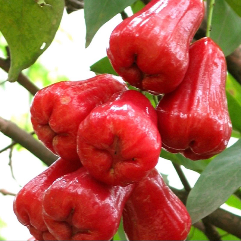 Bibit buah jambu air citra