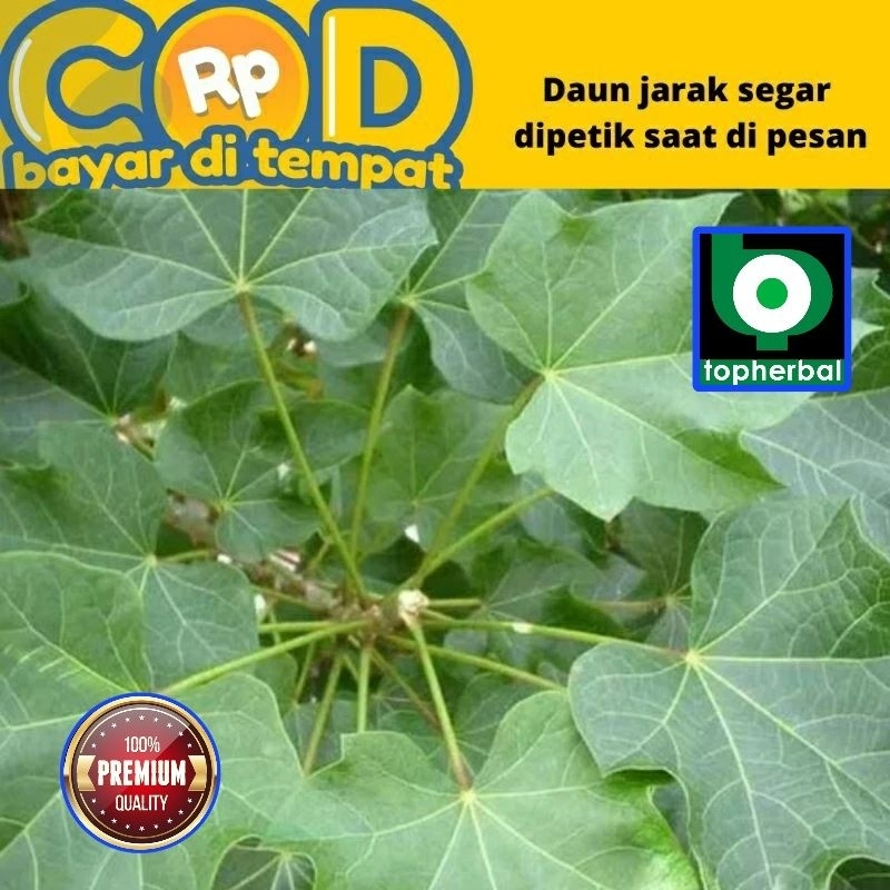 

Daun Jarak Segar/Fresh Organik 500 Gram