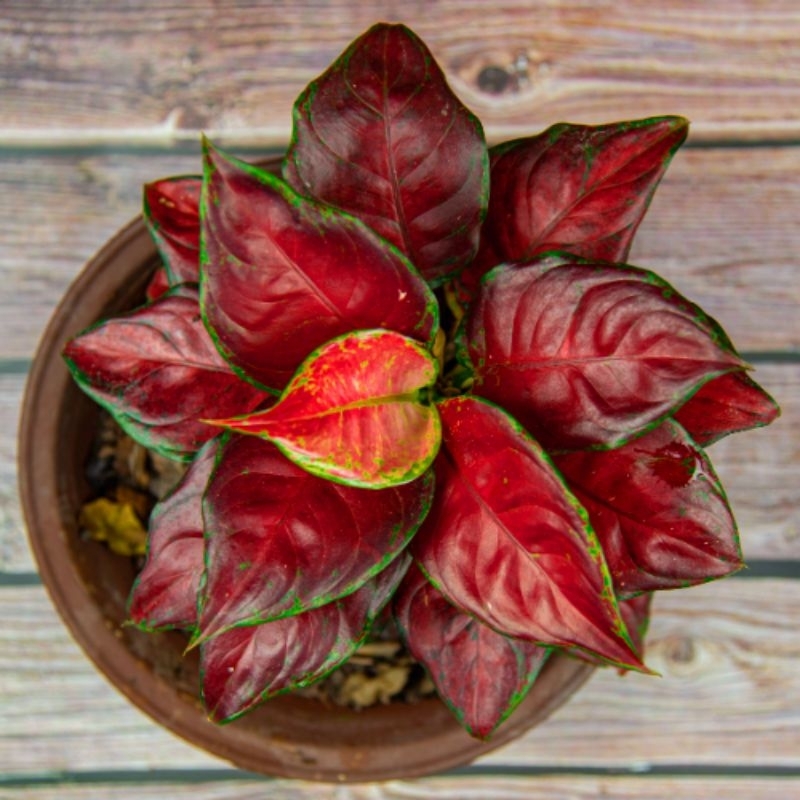 Aglonema Black Maron Merah Pekat Roset/ Aglaonema Black Marroon Tanaman Hias Bunga Aglaonema Murah Merah BUKAN bonggol bibit - tanaman hias hidup - bunga hidup - bunga aglonema - aglaonema merah - aglonema merah - aglonema murah - aglaonema murah