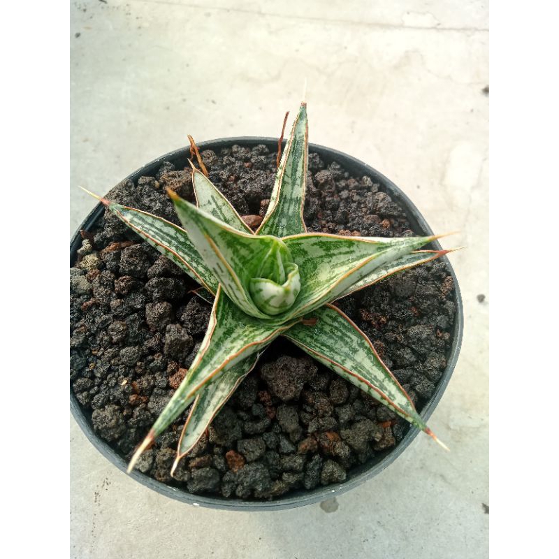 sanseviera hybrid lawang