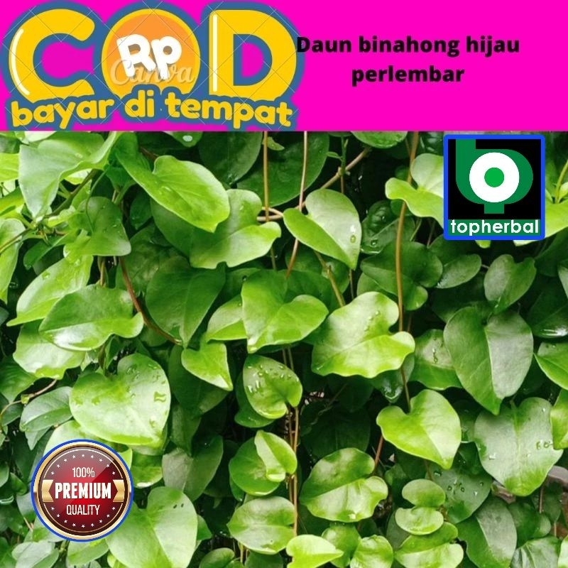 

Daun Binahong Hijau Segar Fresh Organik 1000 Gram
