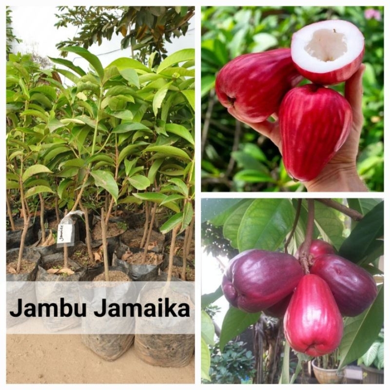 

jambu jamaika/bol