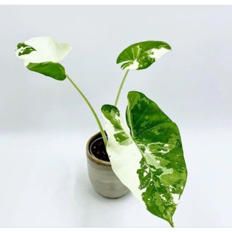 Alokasia Sente Varigata / Keladi Tales Varigata