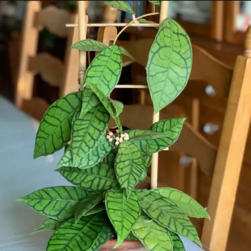 Hoya Callistophylla sp Kalimantan