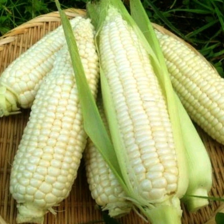 10 Biji Benih Bibit Jagung putih ketan
